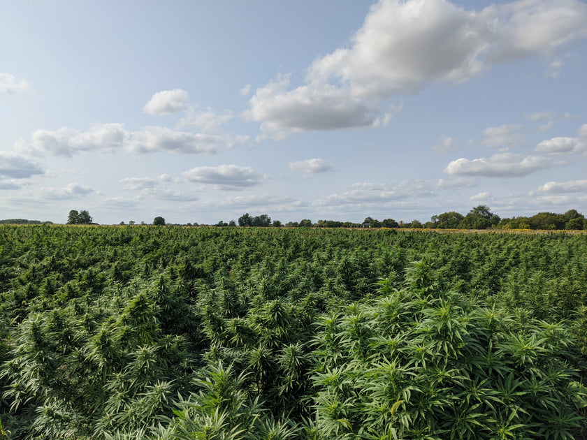 The Case for Mild Weed Chicago Cannabis Company