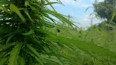 Hemp Remediation Project