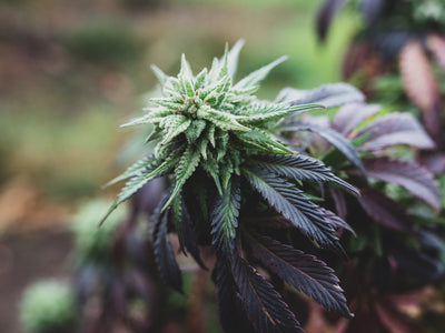 How Prohibition Has Led to Cannabis Skepticism