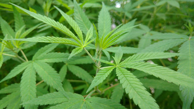 The State of CBD