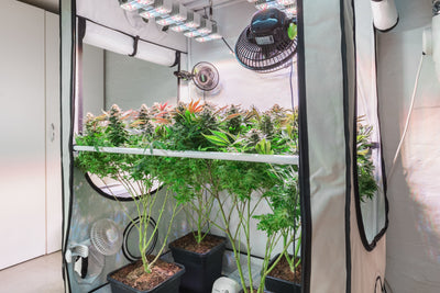 Home Grow Classes in Chicago