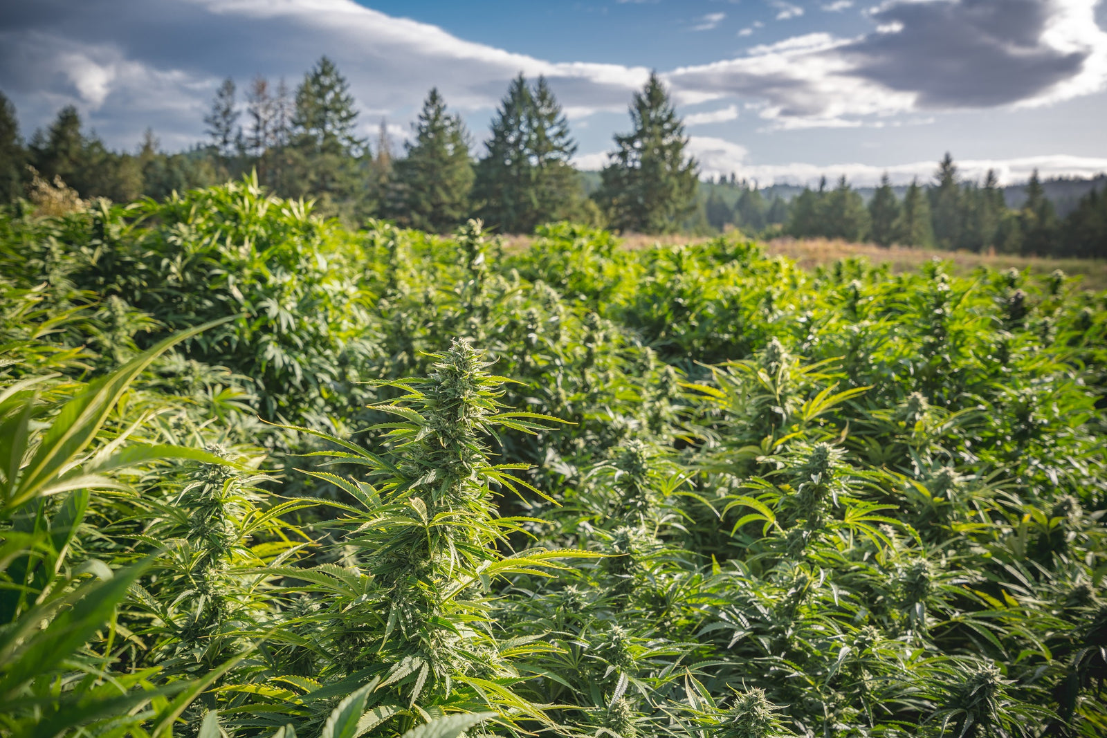 Not Just CBD: Exploring Non-Intoxicating Cannabinoids – Chicago