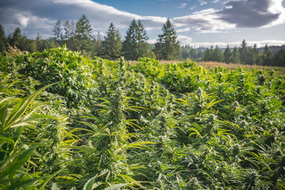 Not Just CBD: Exploring Non-Intoxicating Cannabinoids