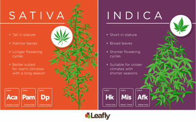 Indica or Sativa?