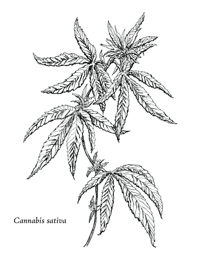 Covering the Basics of CBD