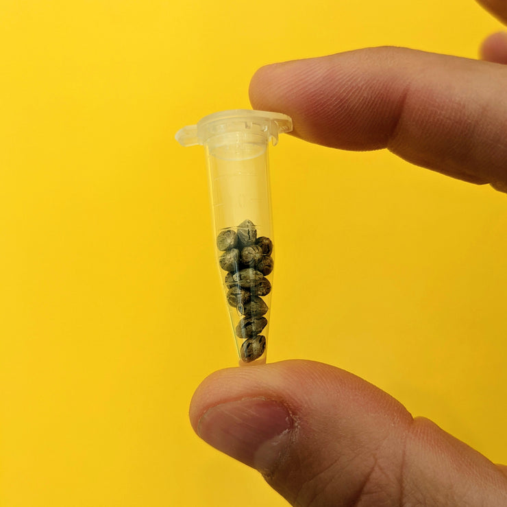 Cannabis Seeds: Autoflowering