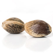Cannabis Seeds: Autoflowering